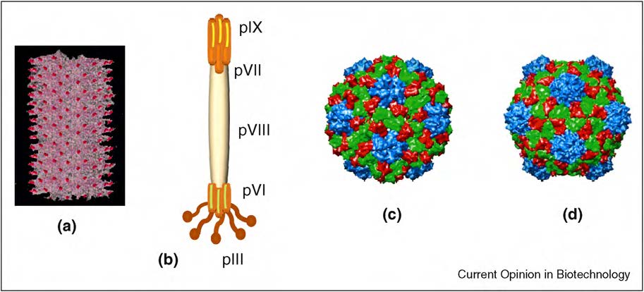 Fig. 2 Viruses used in bionanotechnology. (Carissa M Soto, 2010)
